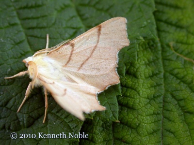 September thorn (Ennomos erosaria) Kenneth Noble
